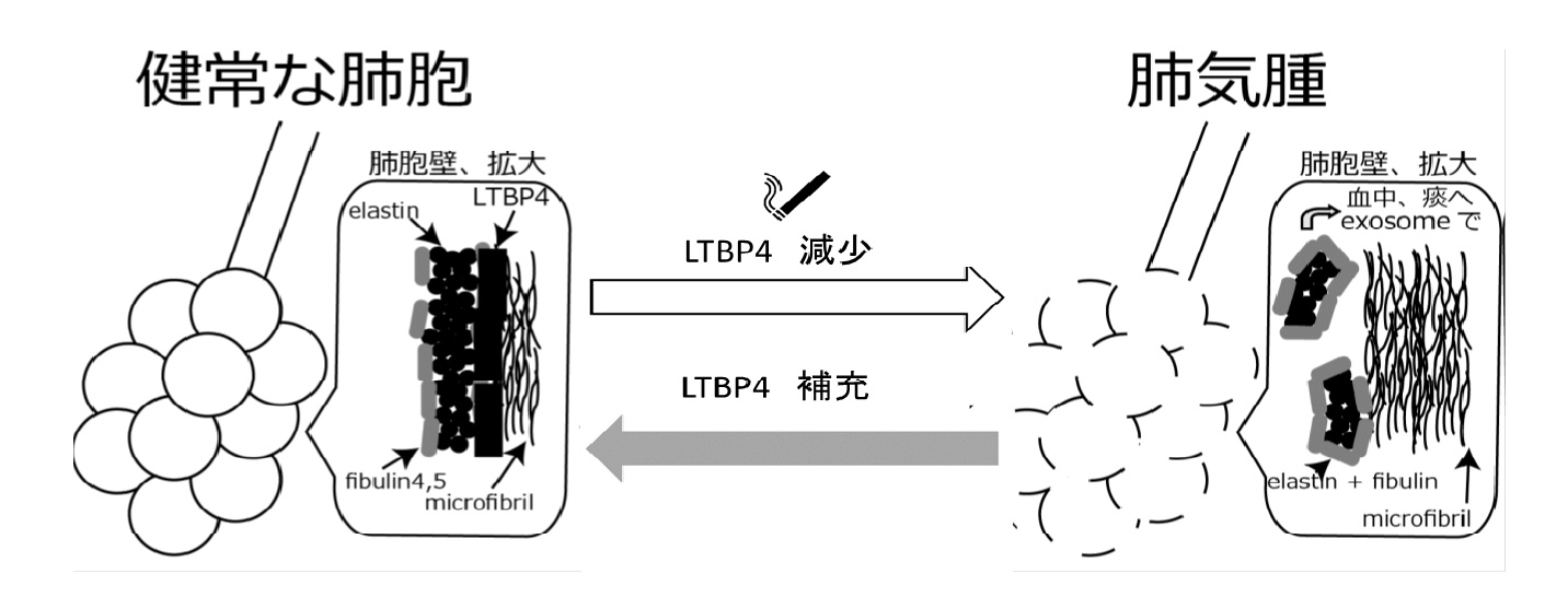 肺の老化